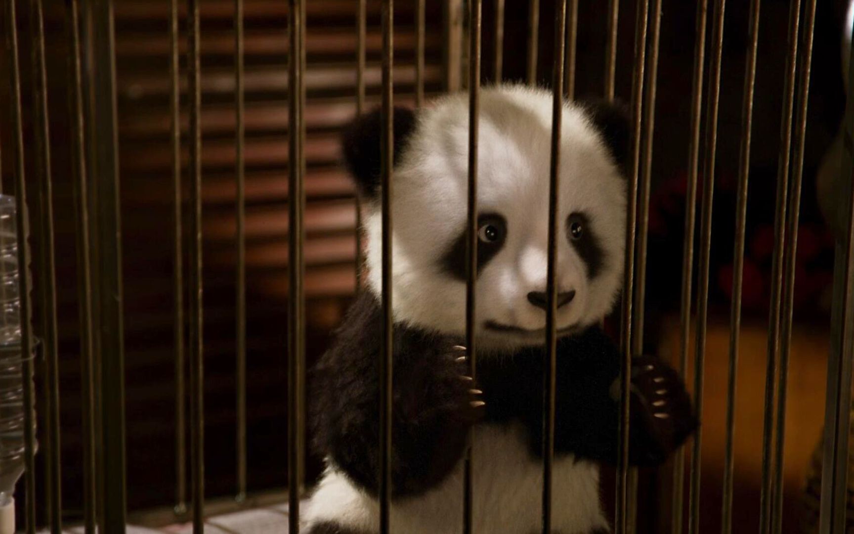 熊猫竟然被绑架了，劫匪想卖一千万
